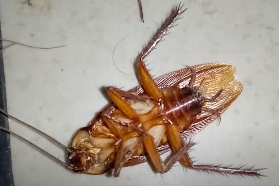 dead roach attract more