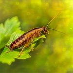 Why Do Cockroaches Exist? [HEAL or KILL?]
