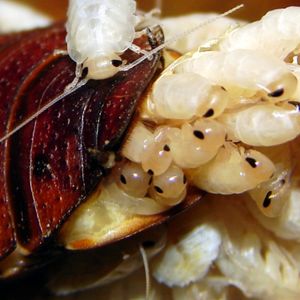 Pregnant Madagascar Hissing Cockroach showing multiple baby roaches