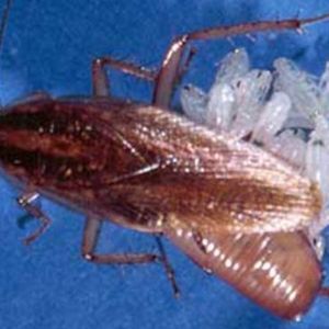 Pregnant German Cockroach