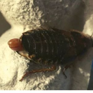 Pregnant Dubia Roach