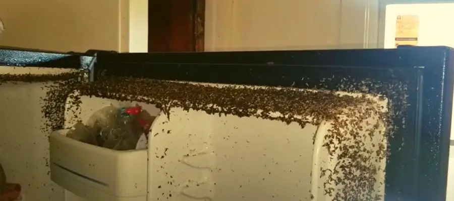 Cockroach eating grease