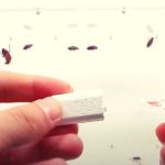 Cockroach chalk Explained!