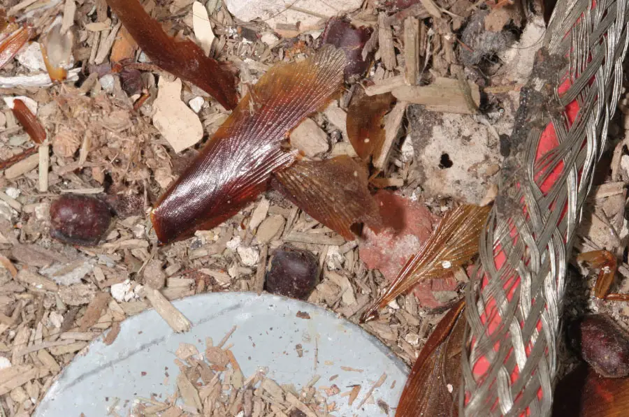 Broken Egg cases of an American Roach