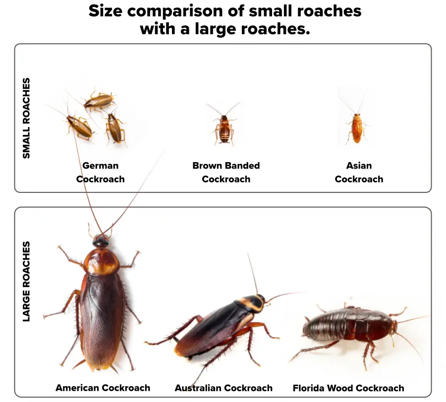 An image showing the kind and size comparison of Small Cockroaches