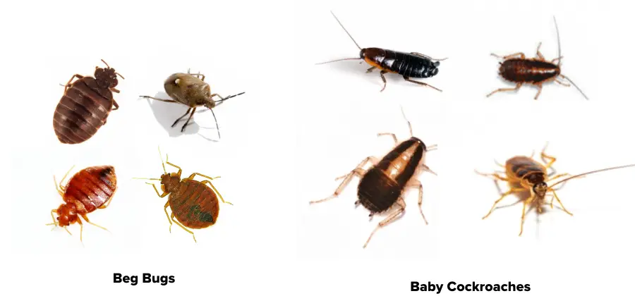 Bugs That Look Like Cockroaches (don't Be Fooled) 