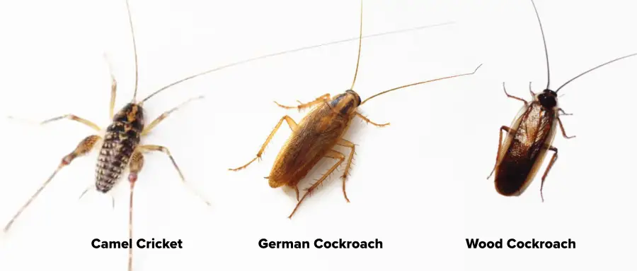 An image of a camel cricket comapired to german cockroach and  wood cockroach