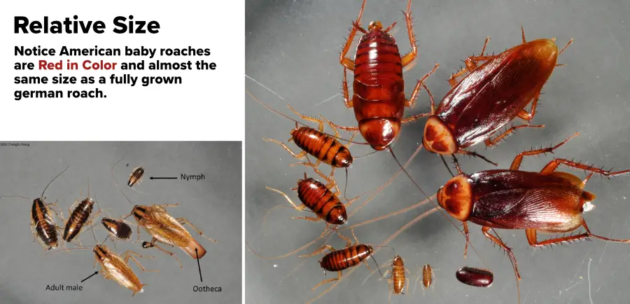 An image showing baby american roach and german roach. The baby american roach can be confused with a small roach.