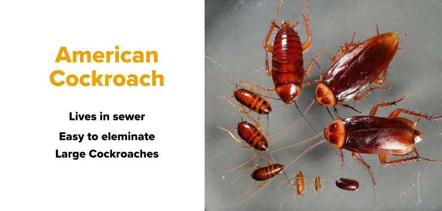 How to get rid of american roaches