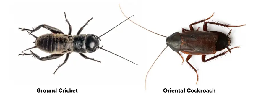 An top view  image of a field cricket  which can look like an oriental cockroach.