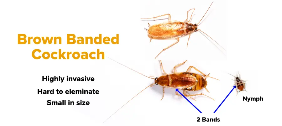How to get rid of brown banded roaches