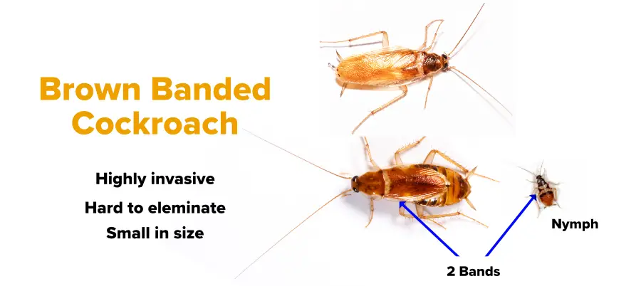 How to get rid of roaches? [The ULTIMATE Guide 2022] | APB