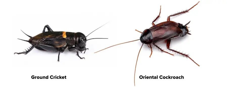 A side view image of a field cricket  which can look like an oriental cockroach.