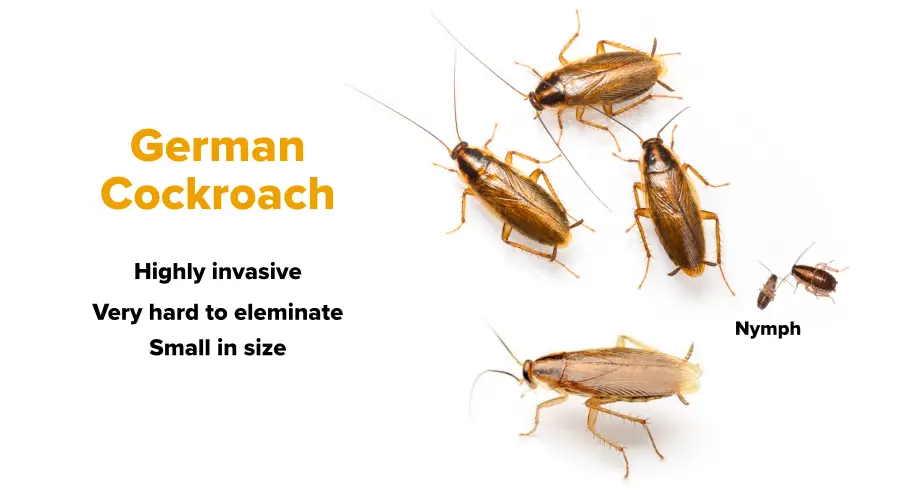 How to get rid of german roaches