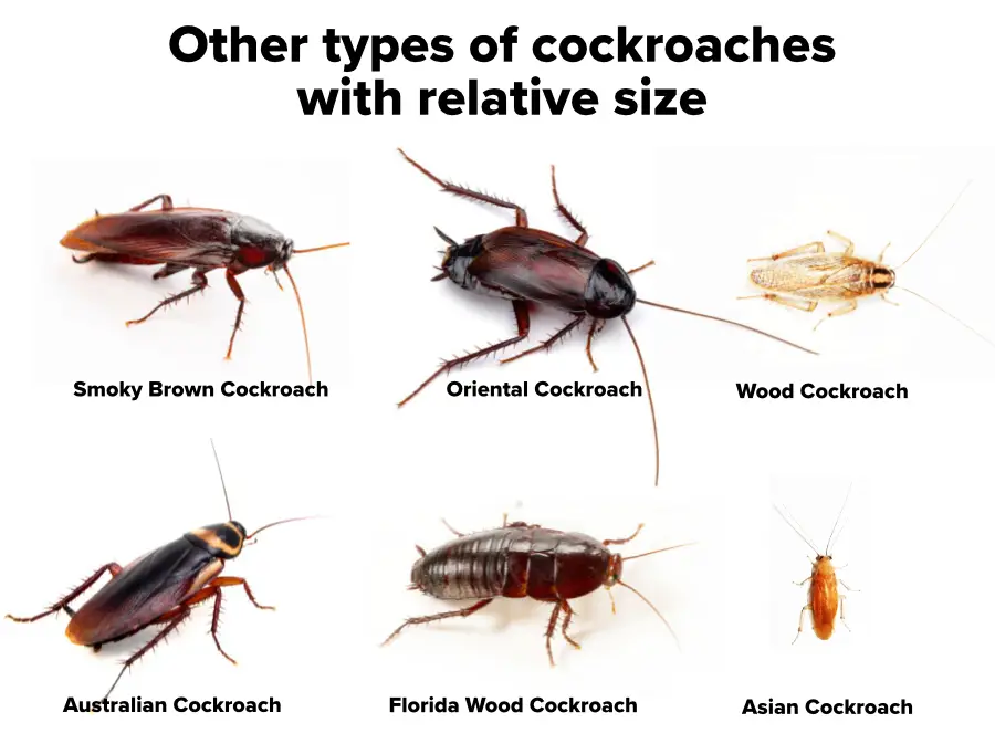 How to get rid of roaches
