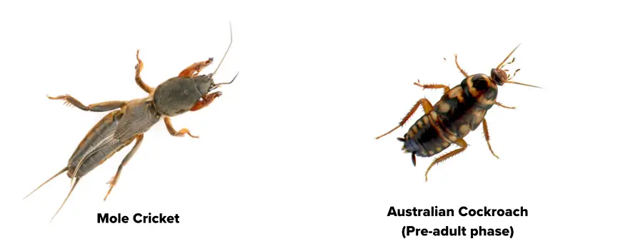 An image of a mole cricket  which can look like a baby Australian cockroach.