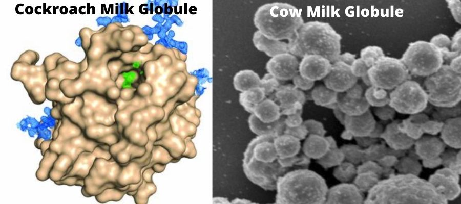 Cartoon diagram of the cockroach milk crystal (L), Cow milk fat globule under SEM (R)