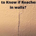 How to Know if Roaches are in walls?
