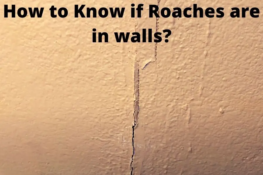 How to Know if Roaches are in walls?