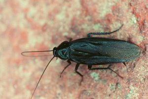 Japanese Cockroach