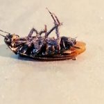 Do Cockroaches Play Dead? (Resting or DEAD?)