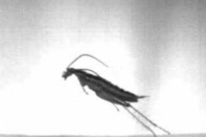 Do Cockroaches Jump