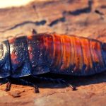 Pet Cockroach