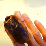 Blaberus Giganteus: The Mexican Cockroach [The LARGEST?]