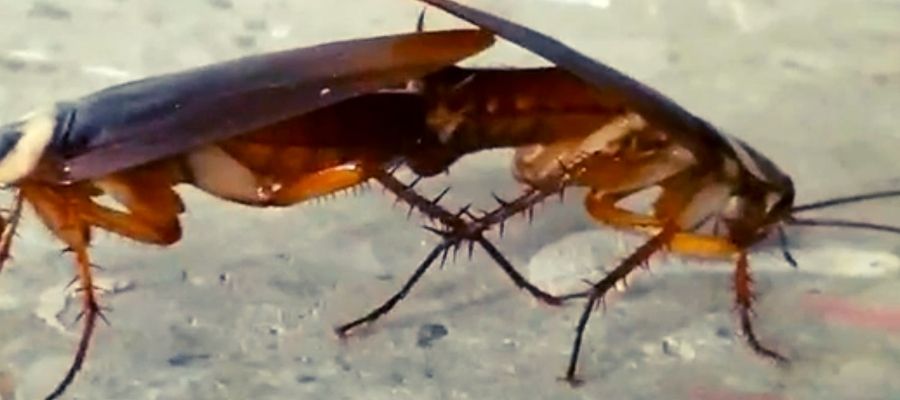 A male Australian cockroach mating with a female roach