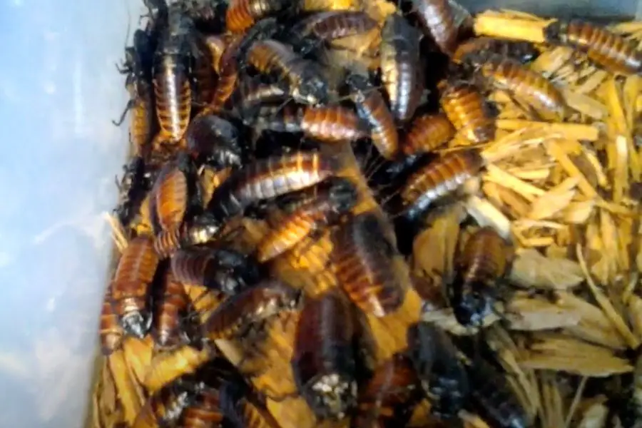 How do Roaches Reproduce?