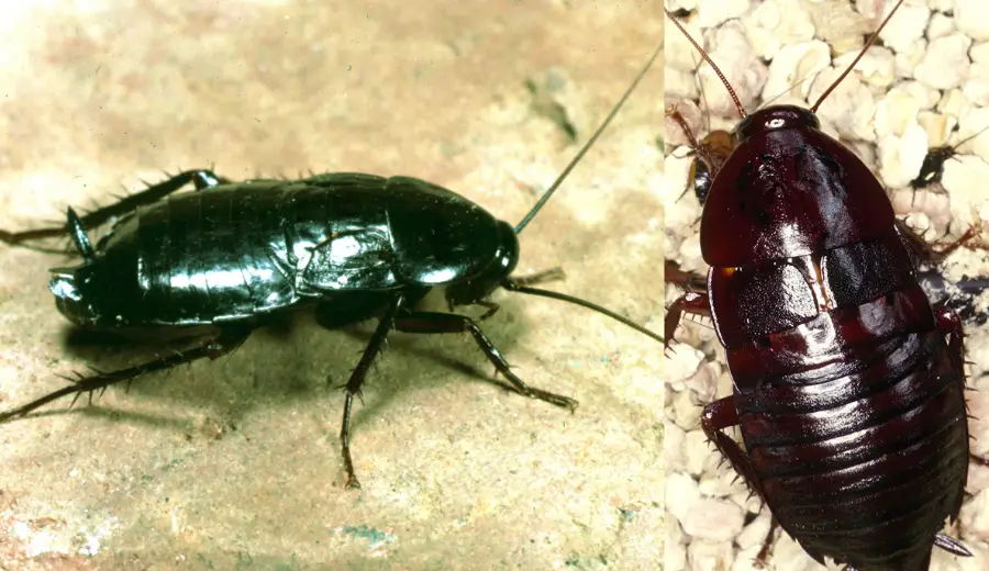 An image of oriental cockroach