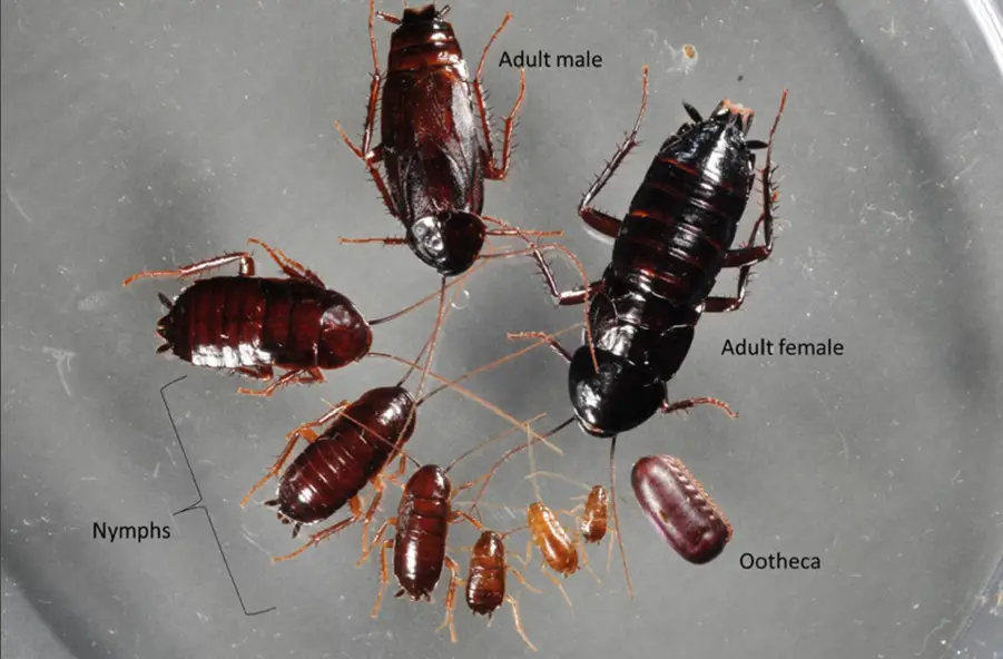 Oriental Cockroach Egg, Baby, Male and Female
