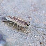Beach Roach: Isopoda Ligia Exotica Explained (Exotic ROACH?)