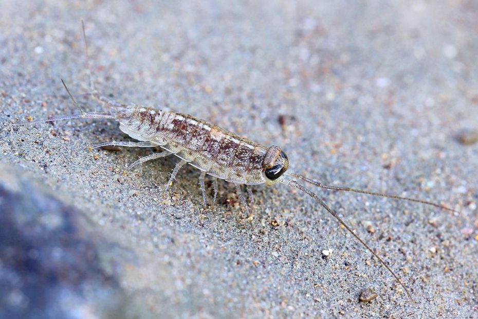 Beach Roach