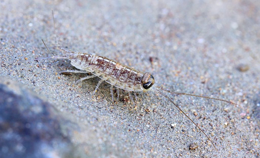 Beach Roach: Isopoda Ligia Exotica Explained (Exotic ROACH?)
