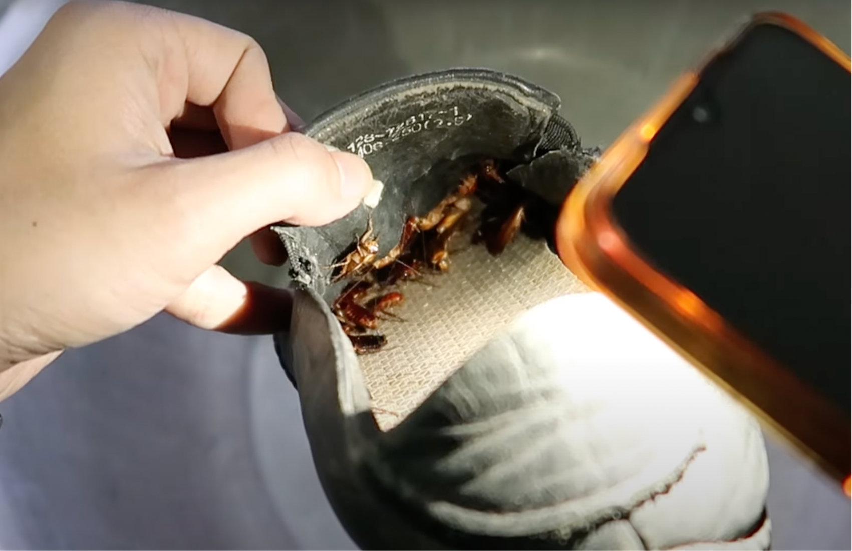 An image of cockroach nest in a shoe