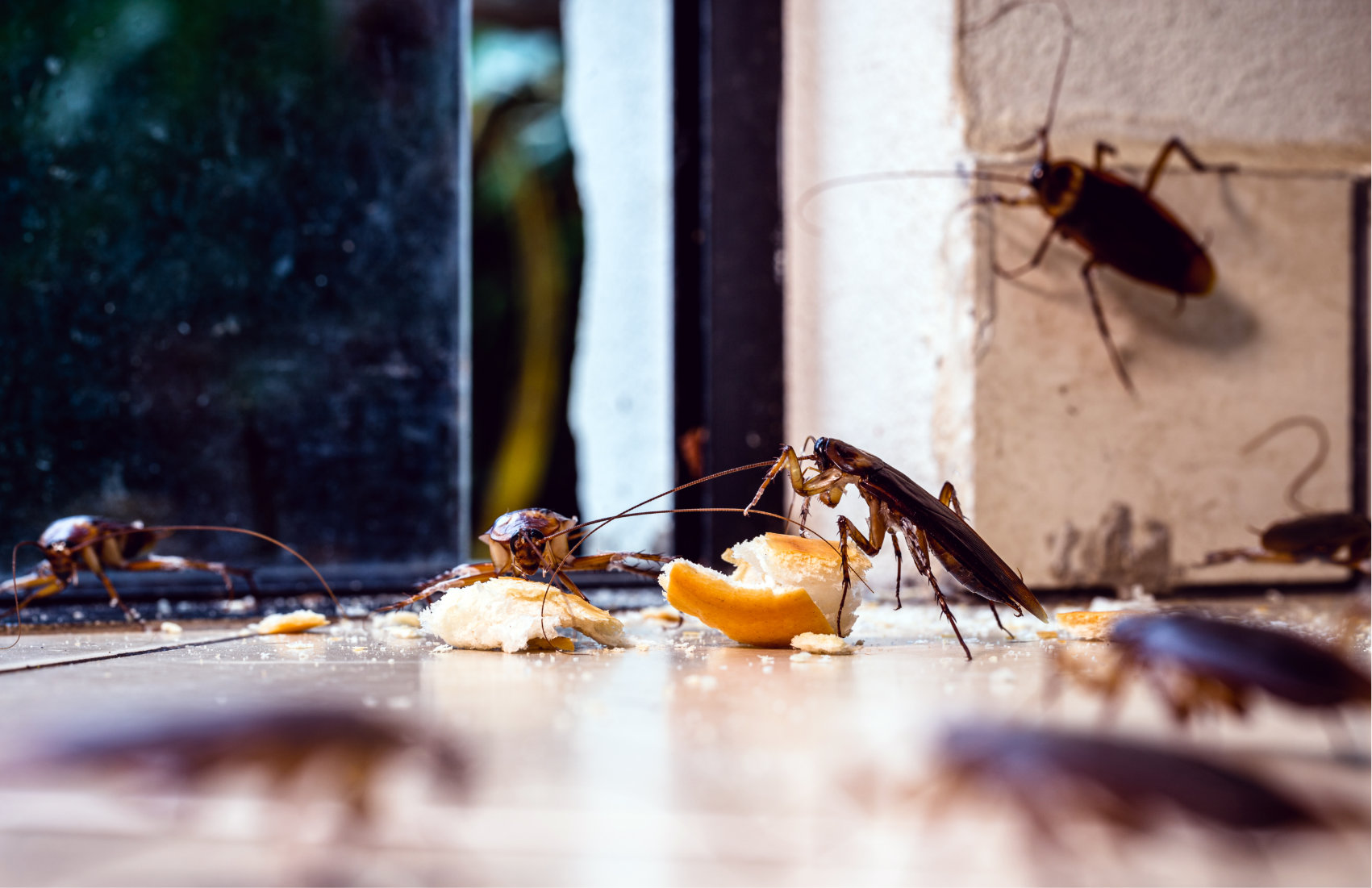 An image showing a few cockroaches consuming bread