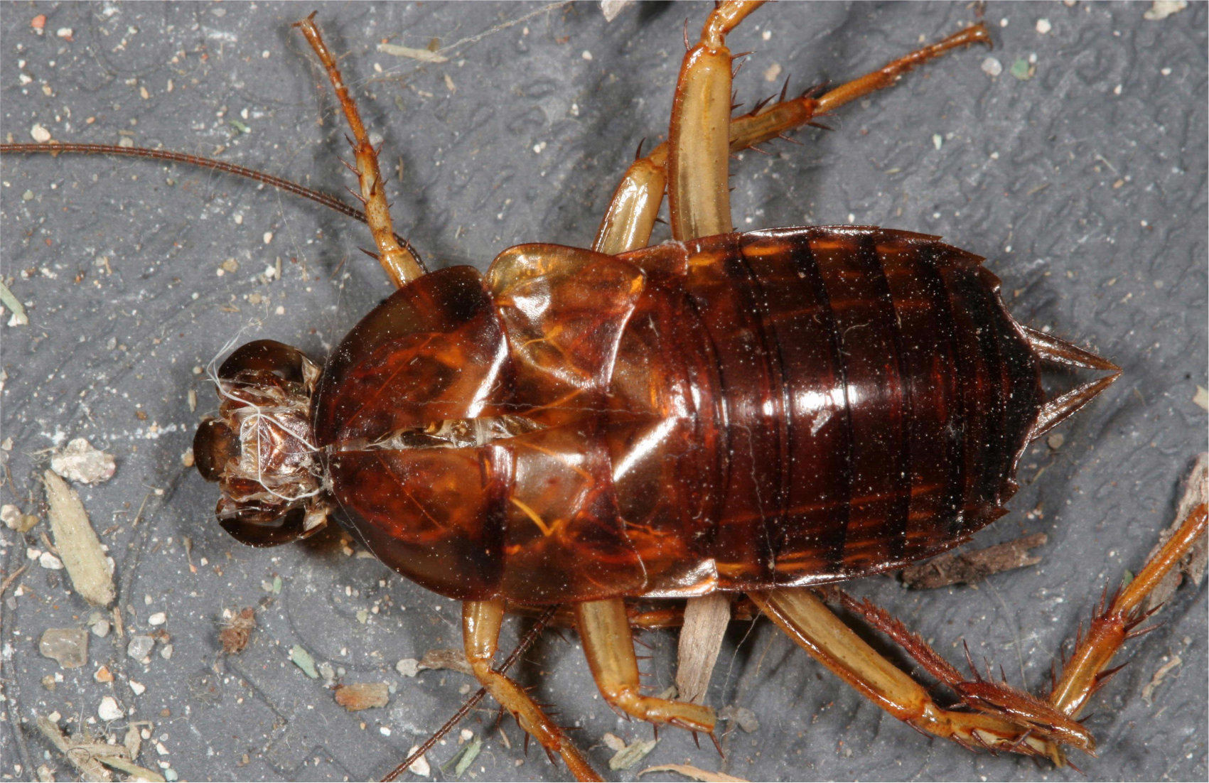 An image of a dead baby American roach