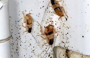 29 Disgusting and Ugly Roach Photos (Nature's BEAUTY?) | APB