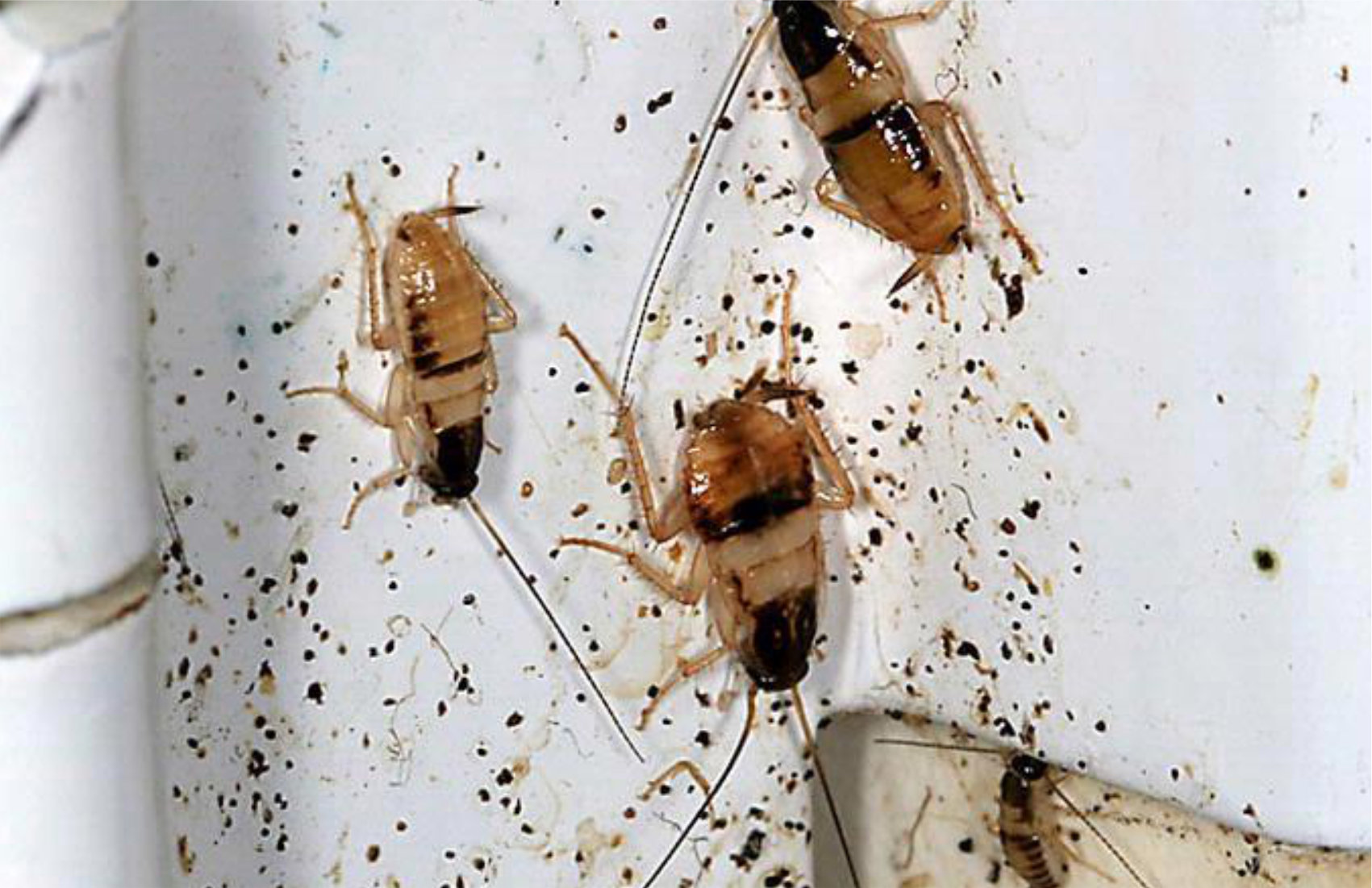 An image showing brown-banded cockroaches with roach smear marks.