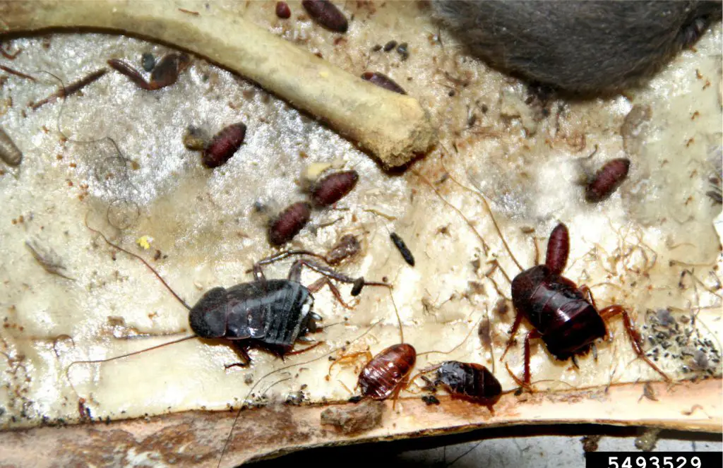 An image showing dead Oriental cockroaches