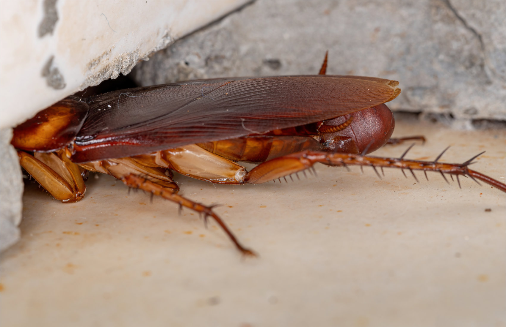 An image of an American cockroach with an egg capsule attached to its abdomen.