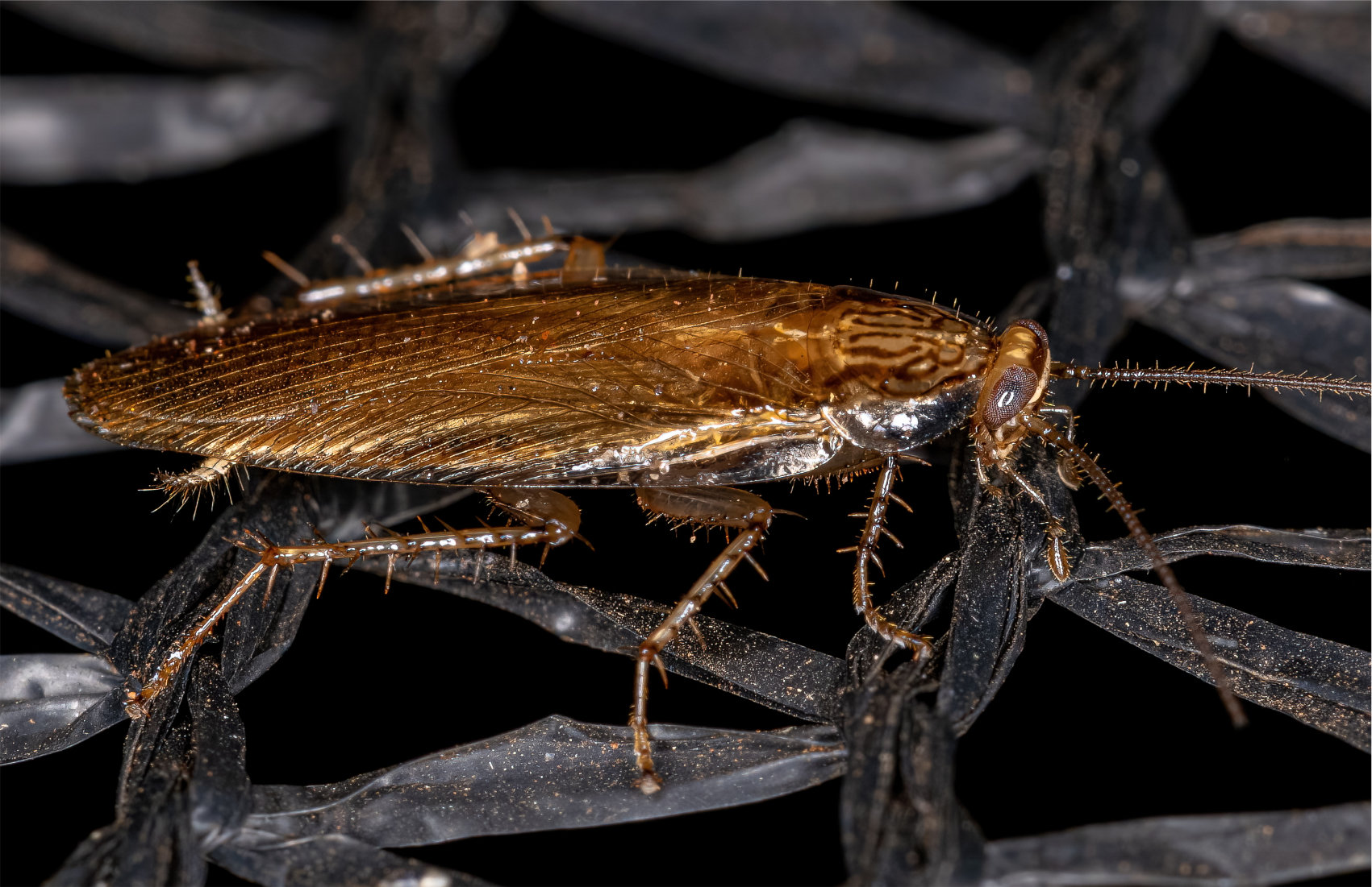 An image of German Cockroach Closeup showing all body details with high contrast