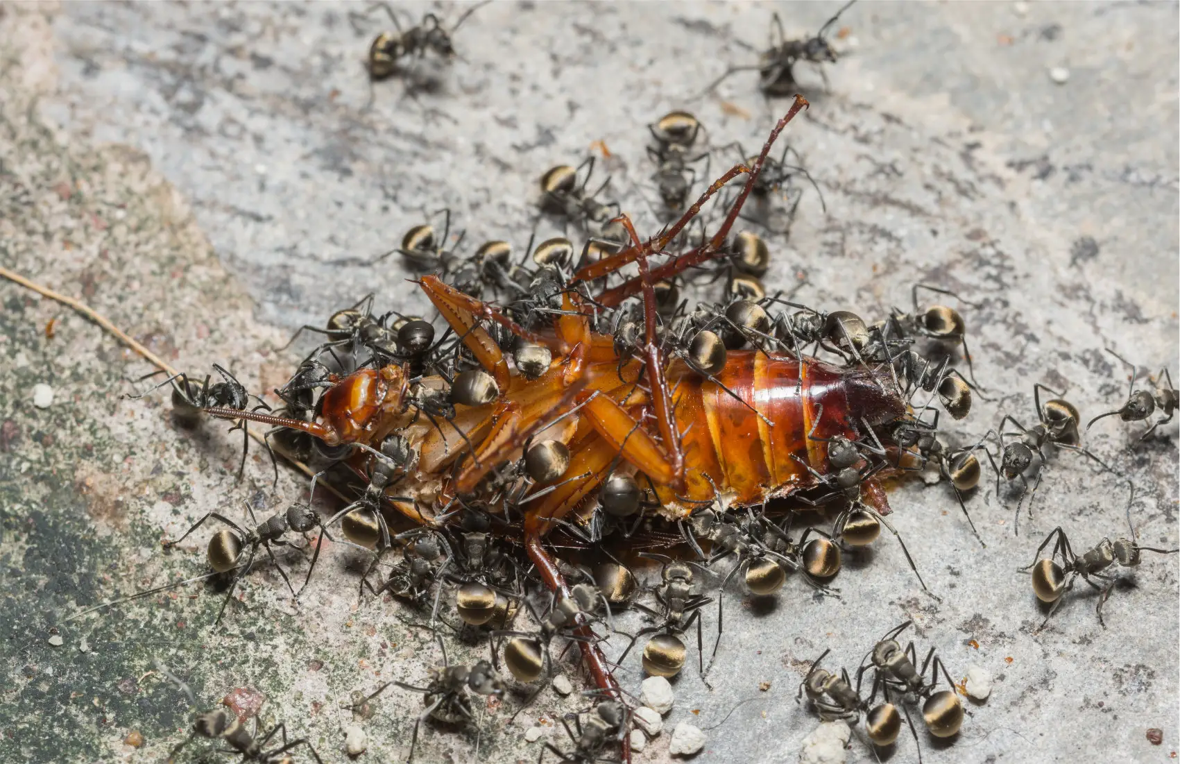 An image showing ants eating a dead cockroach
