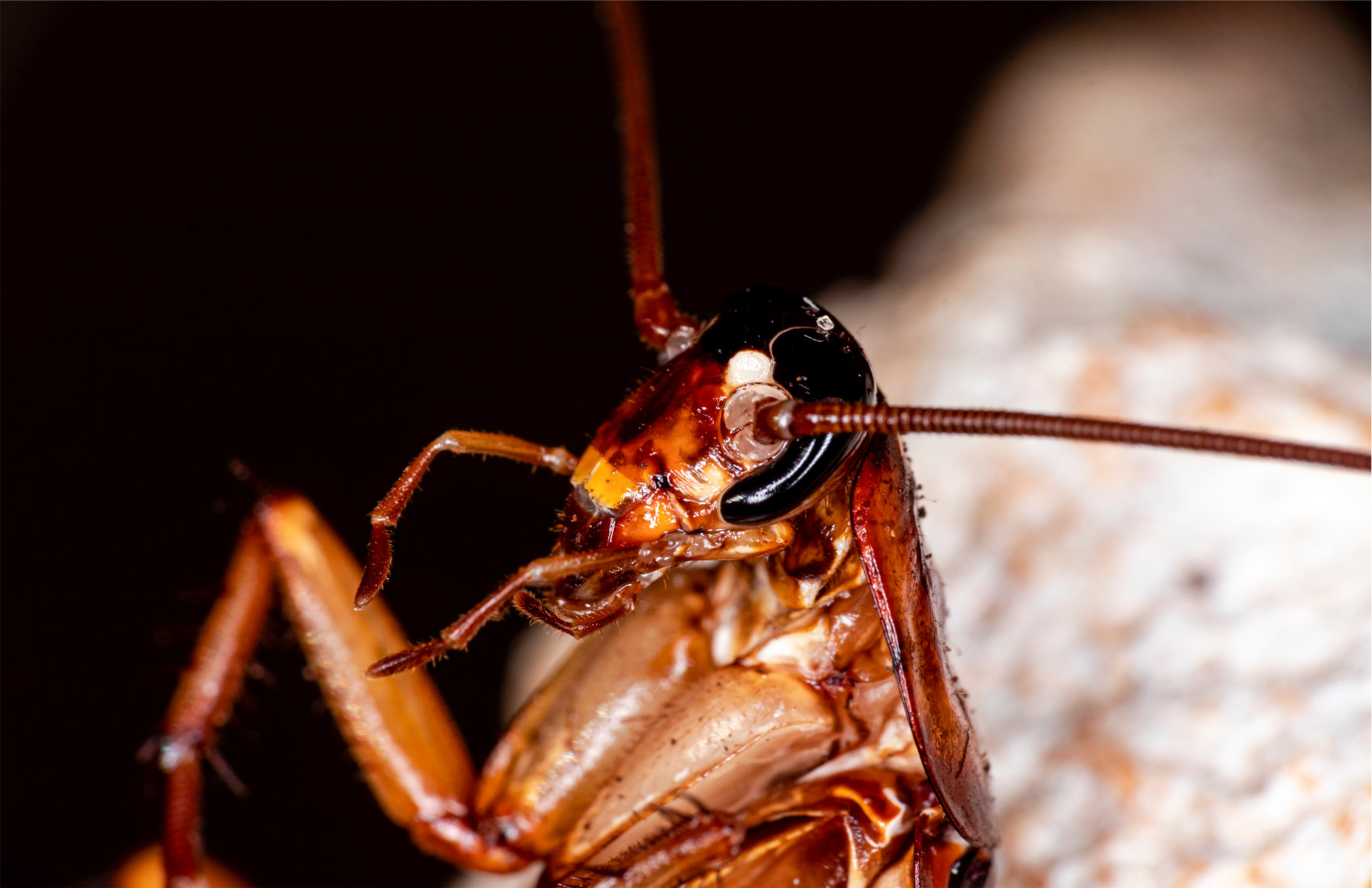 An ugly cockroach mouth closeup