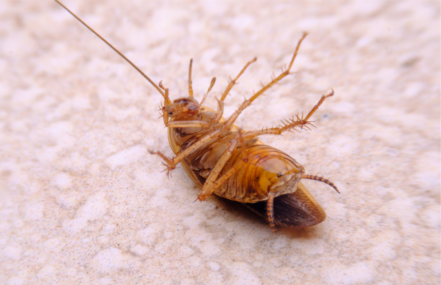 An image of roach laying upside down