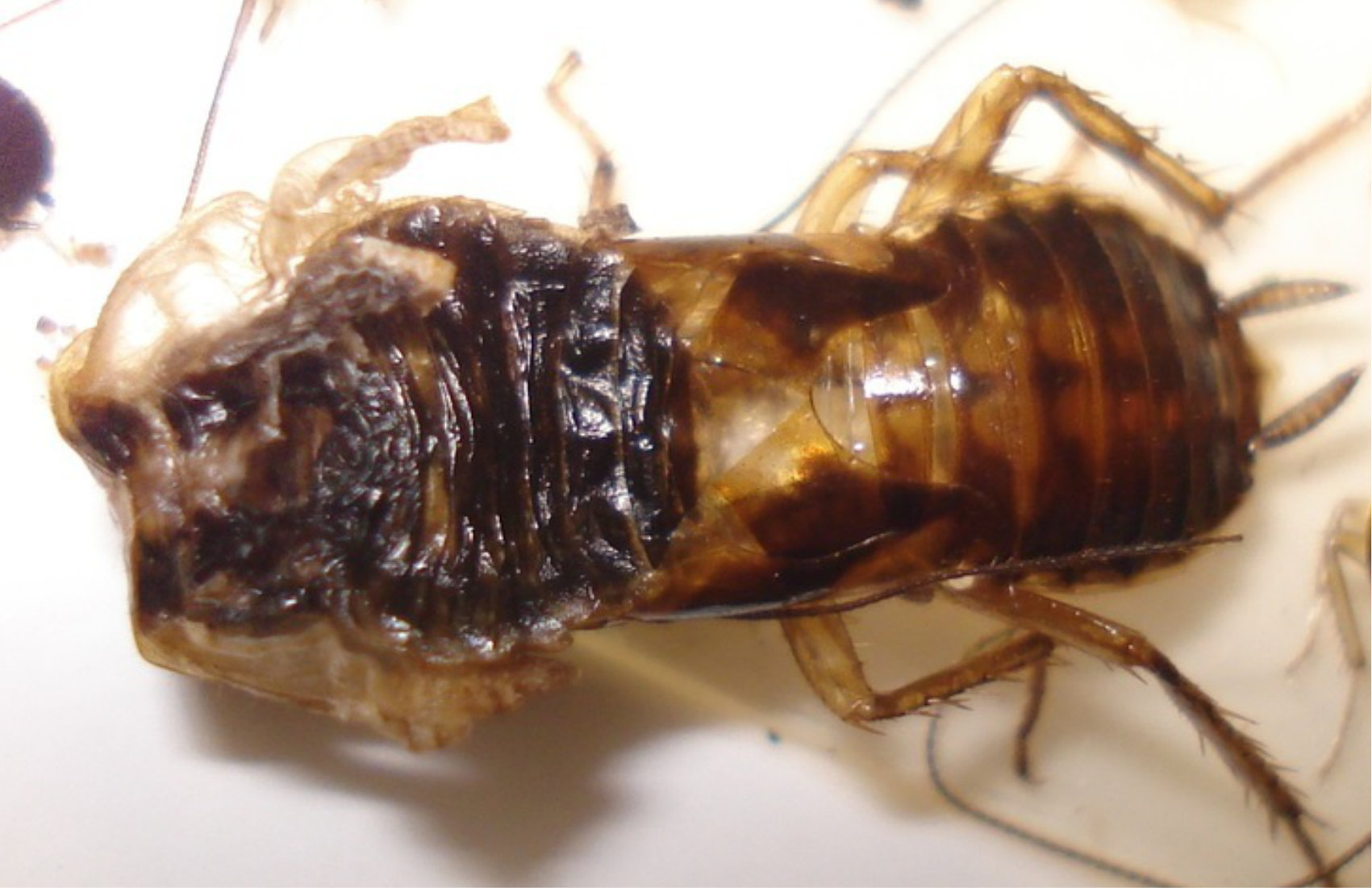 An image of a crushed baby roach