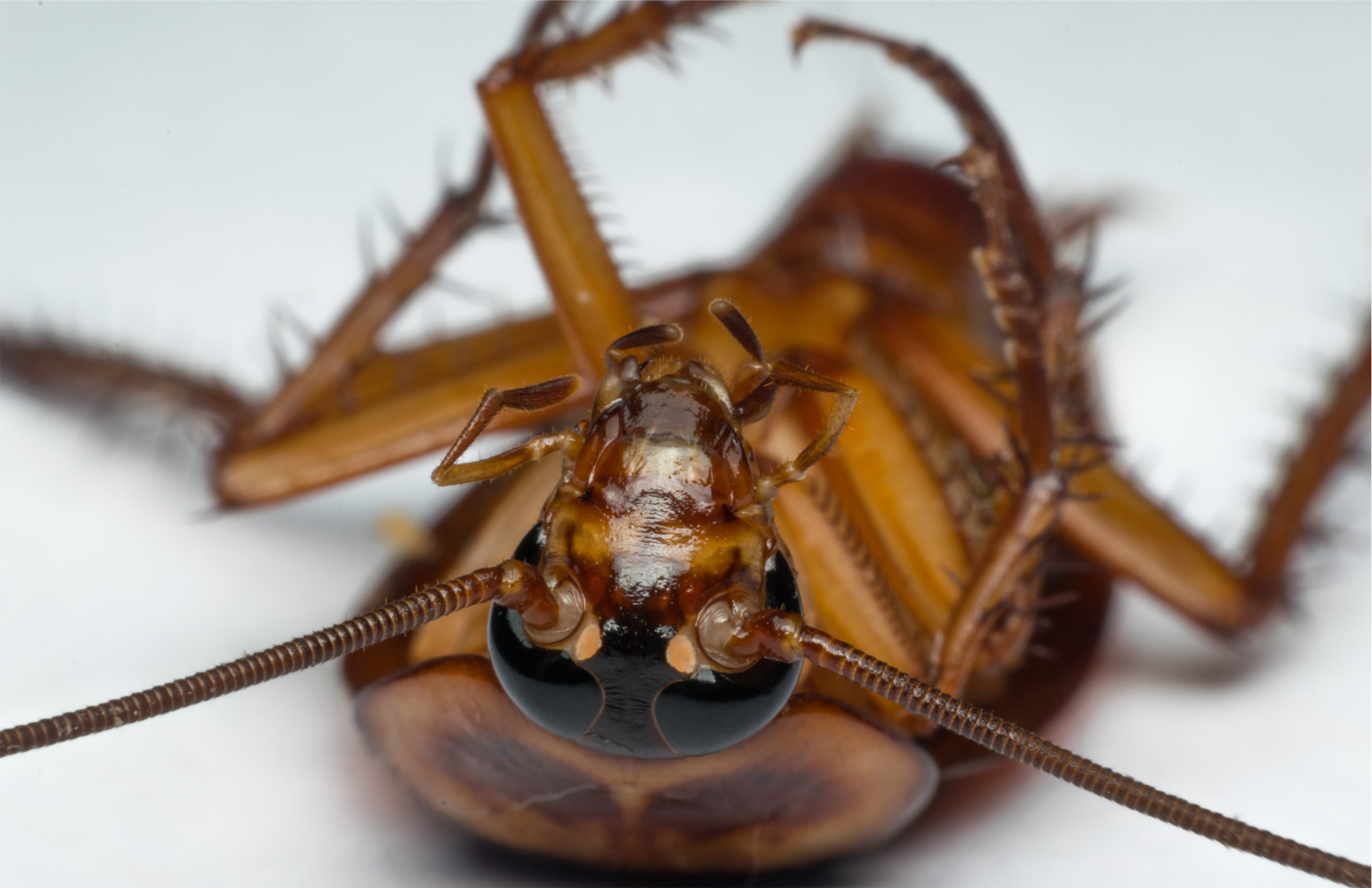 An image of an ugly cockroach laying upside down