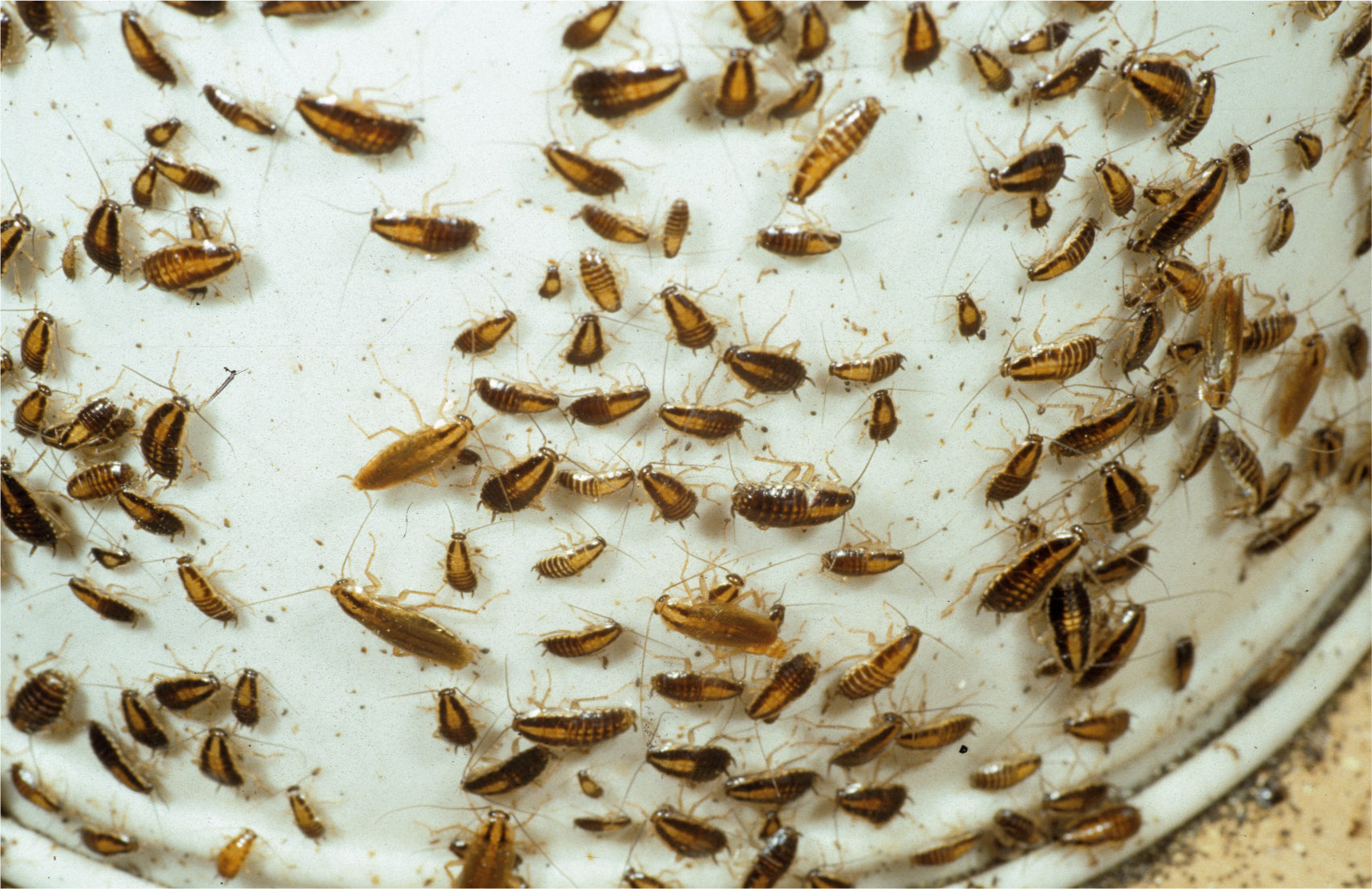 An image showing cockroach infestation