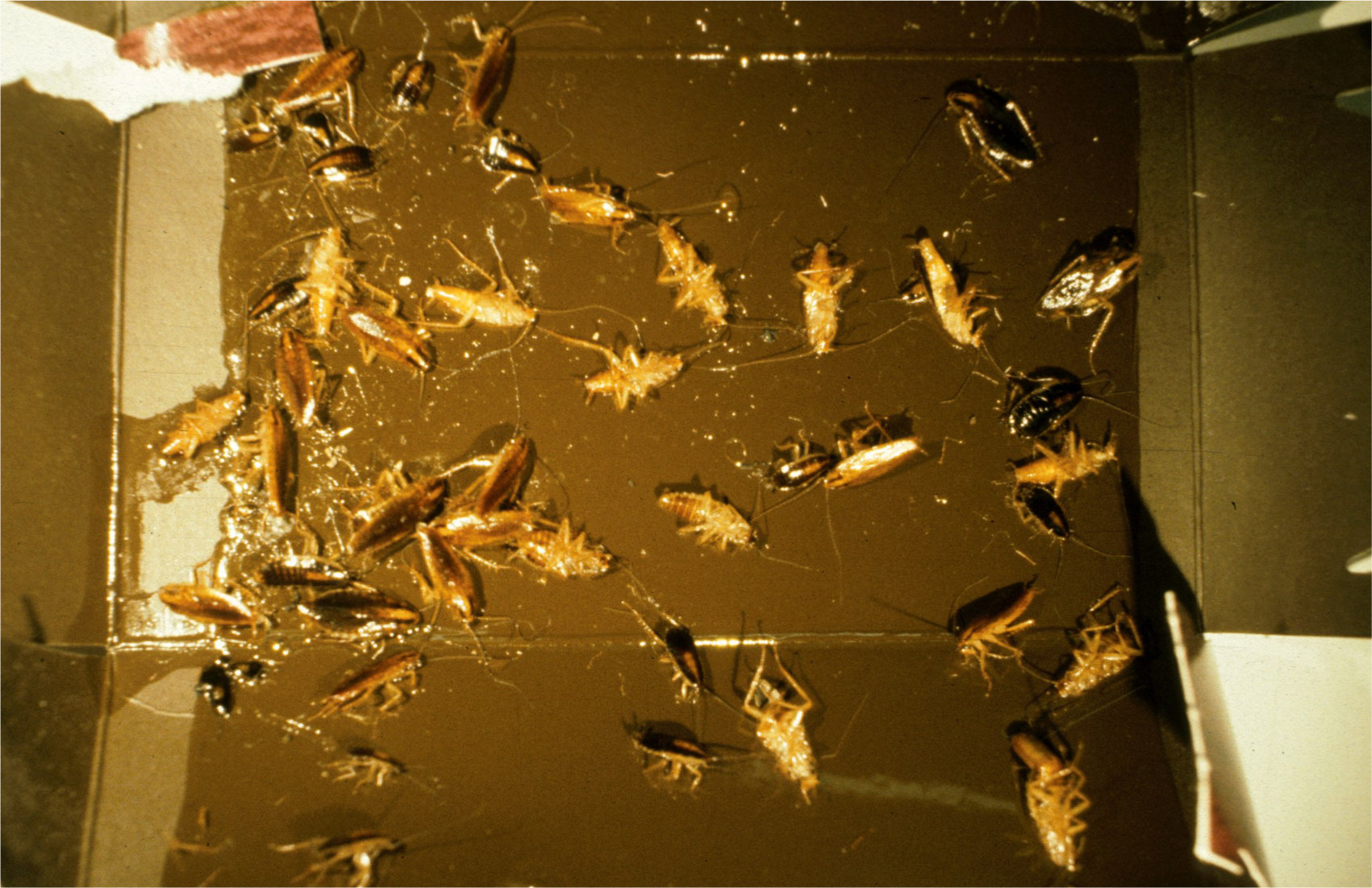 An image showing german roaches trapped with a glue trap